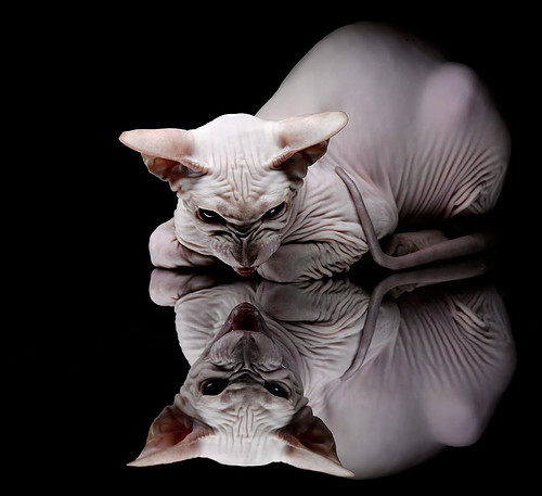 绿茵交响诗，萨内如何以一人节奏，指挥拜仁攻陷亚特兰大堡垒