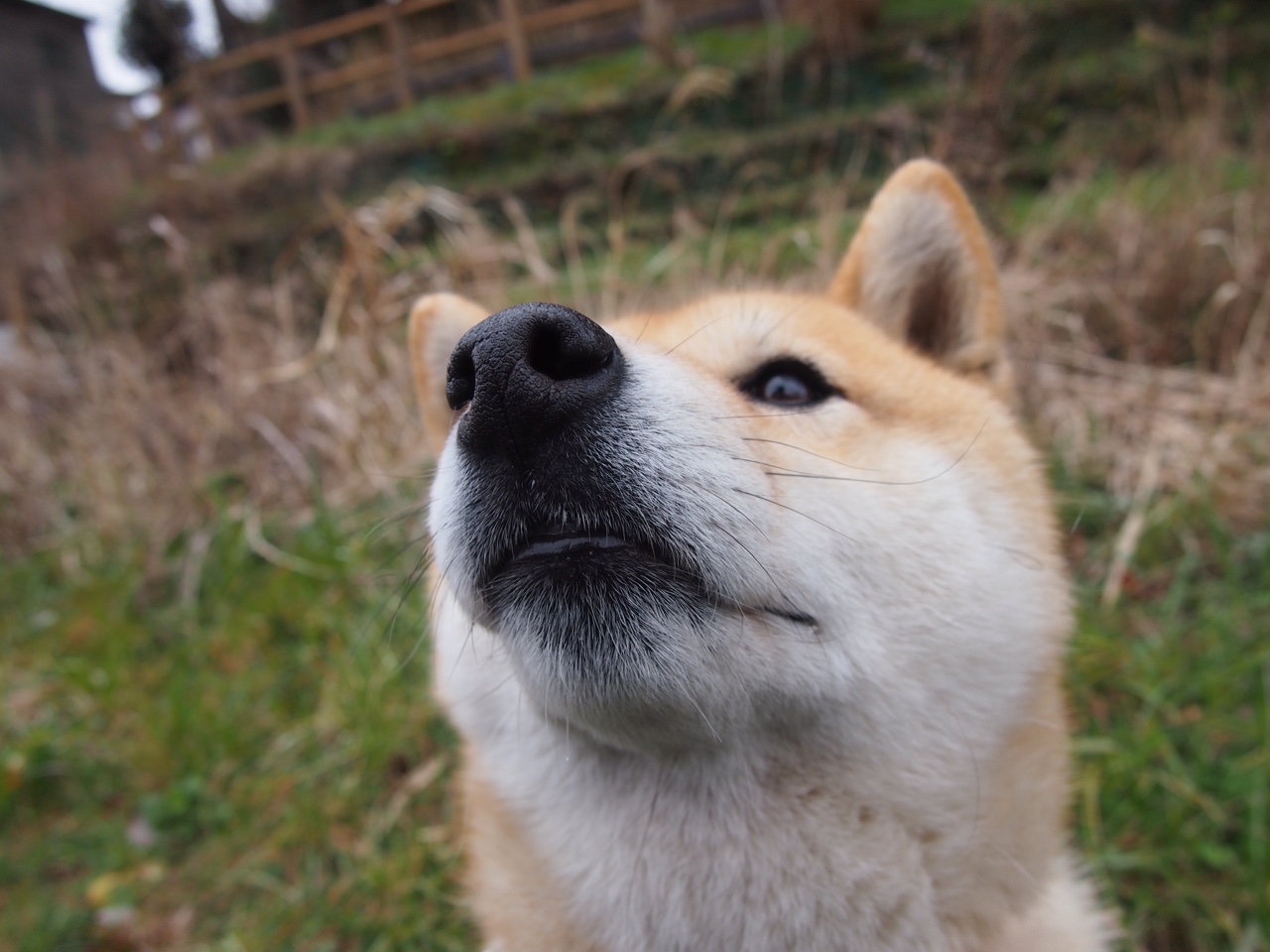 双线赛场,阿根廷的连续得分如何成为F1年度争冠的暗流?