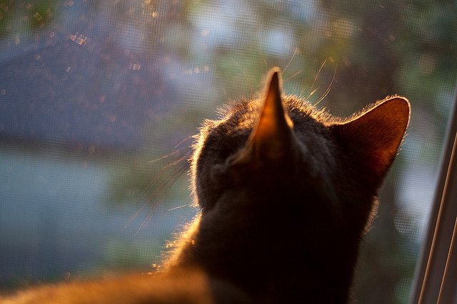 橙衣军团的唯一密钥，当贝林厄姆让荷兰与厄瓜多尔之战失去悬念